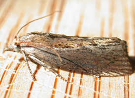 Greater Wax Moth